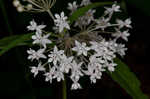 Fourleaf milkweed